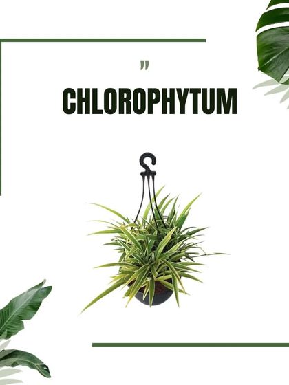 Plant Care & Our Catalog photo 11