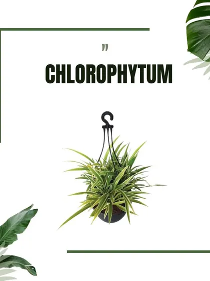 This graphic shows Chlorophytum, or the hanging Spider Plant, which is an excellent choice for baskets due to its gracefully arching leaves and cascading plantlets.