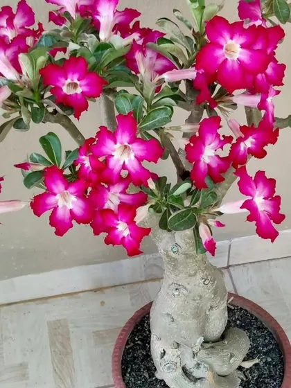 Another beautiful Adenium bonsai with deep pink flowers. The thick, swollen trunk (caudex) is a unique feature of this plant.