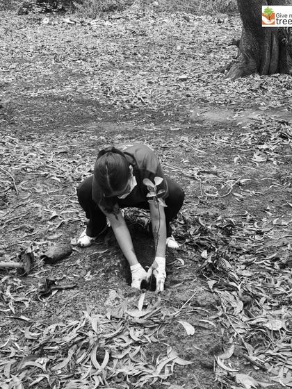 A volunteer from Northern Trust in Bangalore plants a sapling during a plantation drive. Our work extends across India, partnering with corporations to enhance biodiversity in different cities.