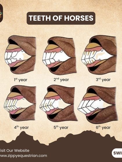 You can estimate a horse's age by looking at its teeth. This visual guide from our Friday Series shows the changes in a horse's teeth from the first to the sixth year, a key piece of equestrian knowledge.