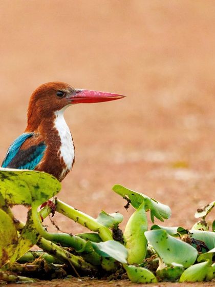 A White-throated Kingfisher, one of the most common kingfishers in India, waits on a water hyacinth. Despite being widespread, its vibrant colors always make for a beautiful photograph.