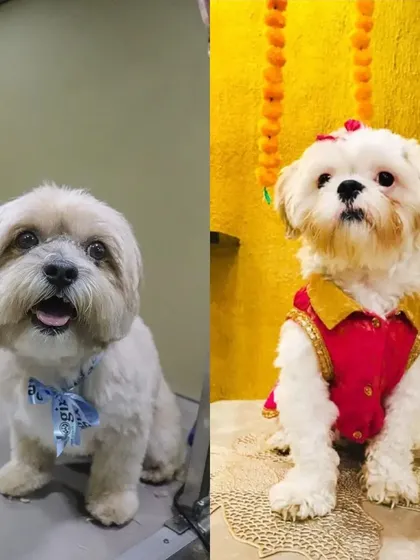 This little dog is ready for a celebration, dressed in a beautiful traditional outfit after their grooming.
