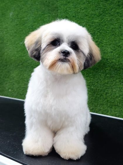 Pets Forever - Full Service Dog Grooming Shih Tzu Styling: My Specialty photo 16