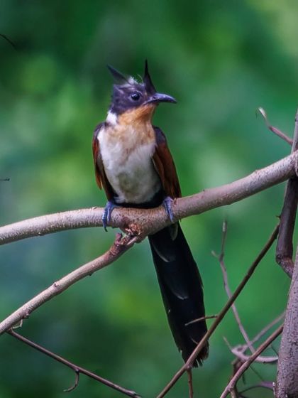 The Chestnut-winged Cuckoo, another migratory cuckoo species seen during the monsoon. They are brood parasites, laying their eggs in the nests of other birds.