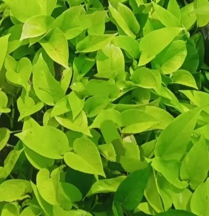 A close-up of the brilliant lime-green foliage of a Neon Pothos. Like other pothos varieties, it is an excellent air-purifying plant suitable for any room.