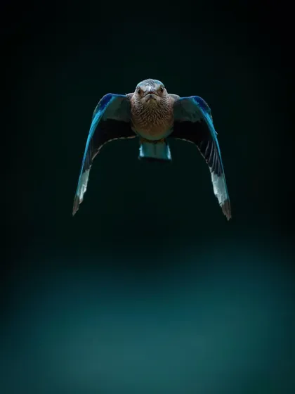 An Indian Roller in flight, its blue wings spread wide against a dark, moody background. This bird is called 'Neelkanth' in Hindi, a name for Lord Shiva, due to its blue throat.