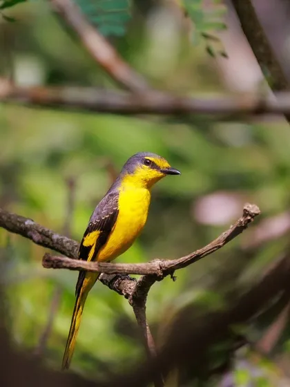A clear portrait of the female Minivet, showcasing its delicate features and soft coloration.