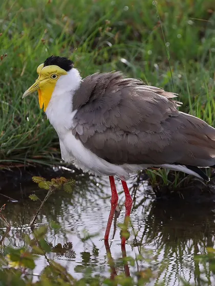 The Masked Lapwing, an introduced resident in Singapore, is nicknamed the 'Durian Bird' here. Native to Australia and New Guinea, this species has adapted well to the city's parks.