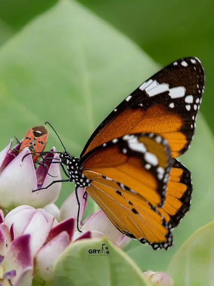 A Plain Tiger butterfly shares a flower with a Red Cotton Bug. This image captures a small moment of interaction within a micro-ecosystem.