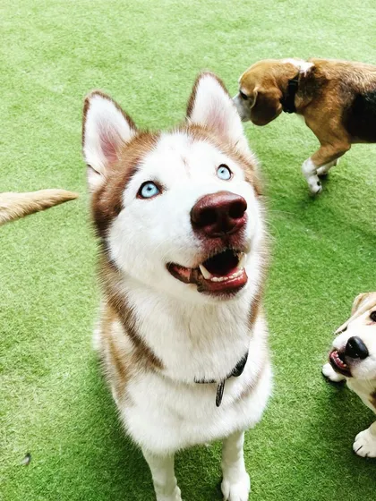 From gentle giants to tiny floofs, all breeds are welcome here. This beautiful Siberian Husky is having a wonderful time socializing and playing with the rest of the pack in our doggy daycare.
