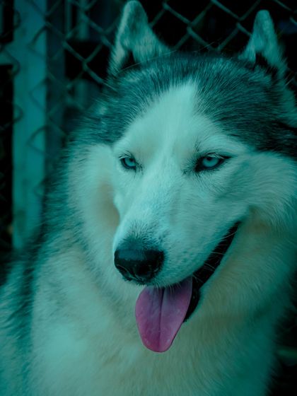 A striking close-up of one of our beautiful resident Huskies, showcasing their stunning blue eyes.