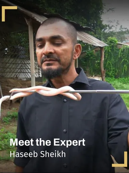 Meet Haseeb Sheikh, one of the experts who leads our herping workshops. His hands-on experience with snakes provides invaluable insights and ensures a safe learning environment.