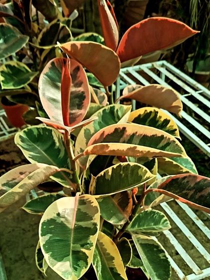 The variegated Rubber Plant has stunning leaves with patterns of green, cream, and pink. It is a hardy indoor tree that can grow quite large over time, making it a great floor plant.