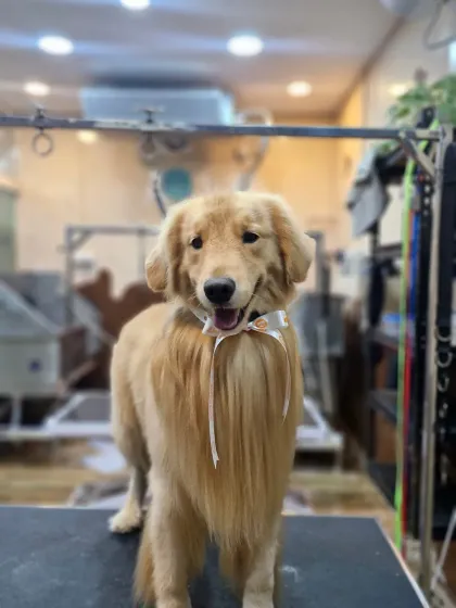 Mamppi Deb - Pet Grooming & Styling Golden Retriever & Large Breed Grooming photo 11