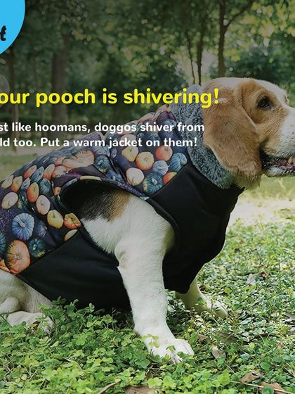 Just like hoomans, doggos shiver when they are cold. If you see your pooch shivering, it's a clear sign they need a warm jacket or a blanket.