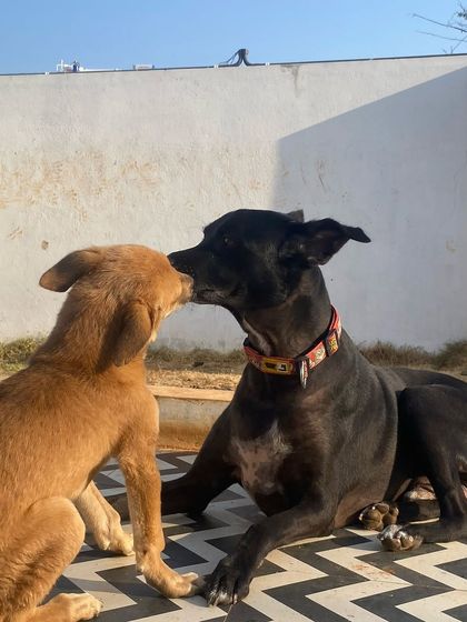 Star Pups - Pet Boarding & Daycare The 'Badmaash Company': Play & Socialization photo 15