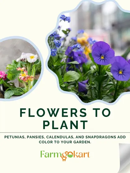 Here are some of the best flowers to plant for a beautiful winter garden. Petunias, pansies, calendulas, and snapdragons will all add a splash of color when you need it most.