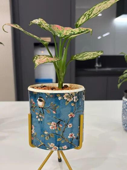 A beautiful plant for a beautiful desk. This Aglaonema, with its unique pink and green leaves, sits perfectly in a decorative planter with a stand, adding an artistic touch to the workspace.