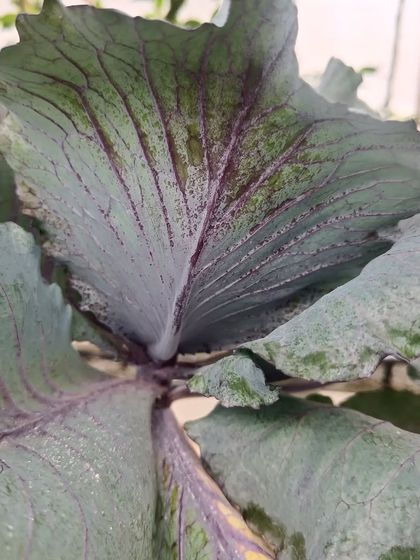 A close-up of a purple cabbage head forming. The deep purple veins are beautiful. It's growing in the same pod as many other crops, showing the system's versatility.