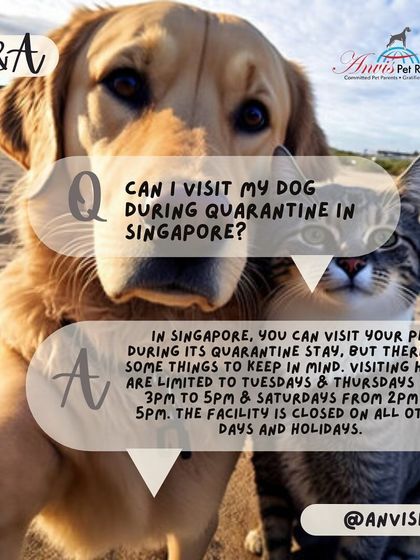 Anvis - Pet Relocation Pet Care & Boarding photo 9