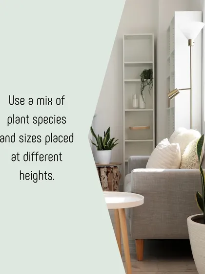 This living room shows our approach to creating visual interest with plants. We use a mix of species and place them at different heights, from large floor plants to smaller ones on side tables, to draw the eye and fill the space.