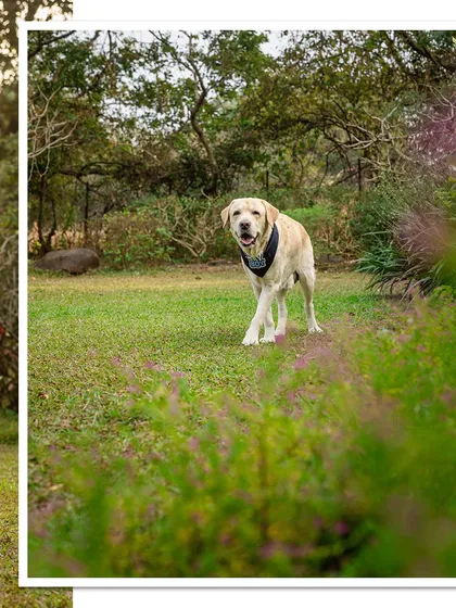 Spike the Labrador enjoying his 10th birthday celebration in Alibaug. This shot captures him mid-stroll in a beautiful, lush green setting.