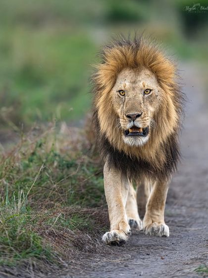 The King, walking head-on. The low-angle perspective from our modified vehicles makes the lion appear larger than life, creating a truly majestic portrait.