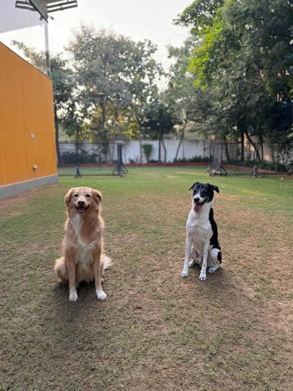 Two best friends enjoying the day in our spacious yard.
