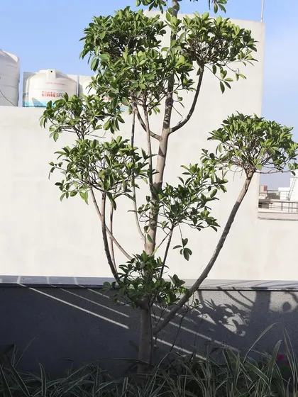 A full view of a sculpted feature tree on a terrace, set against the urban backdrop. This demonstrates how a single, well-chosen plant can define a space.