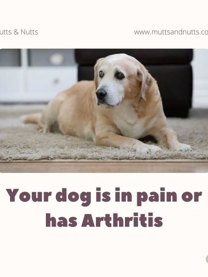 Poochkoo Mutts & Nutts - Dog Training & Behavior Modification Canine Hydrotherapy & Wellness photo 7