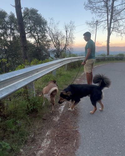 Dog Walking