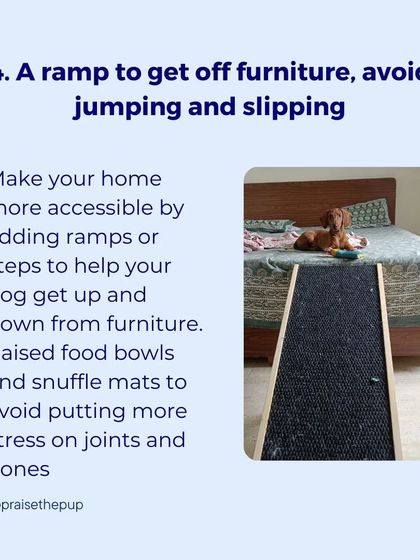 A ramp is a simple modification that makes a huge difference for dogs with mobility issues. It allows them to access furniture without the stress of jumping.