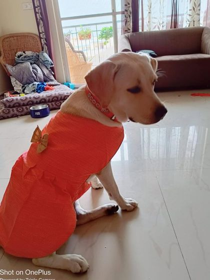 PL Paws - Animal Rescue & Rehabilitation Happy Tails: Our Adoption Stories photo 40