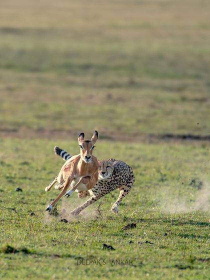 The raw energy and power of a cheetah hunt, captured in a single, stunning frame.