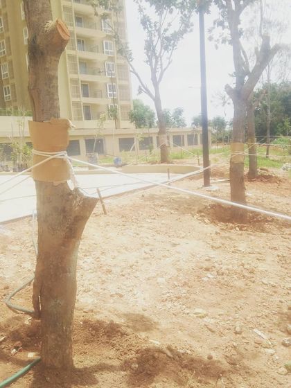 Morning Dews Landscapes - Tree Transplantation Large-Scale & Commercial Projects photo 7