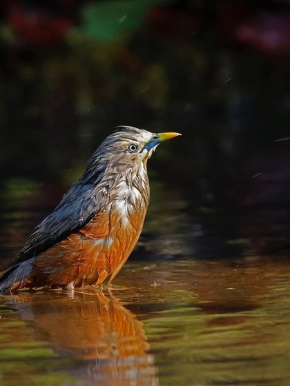 A Chestnut-tailed Starling bathes in a shallow pool of water, its feathers soaked and glistening. The reflection in the water and the droplets in the air create a dynamic scene of a common bird's daily ritual.