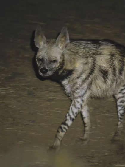 Known as 'bone breakers', a striped hyena patrols its territory in the Millennium City. This image was taken during a night drive outside protected areas.