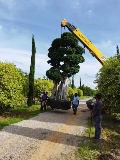 This image captures the logistical expertise involved in my projects, as my team and I use a crane to carefully transport a mature, sculpted tree. Handling such large-scale installations is a key part of how I bring ambitious landscape visions to life.