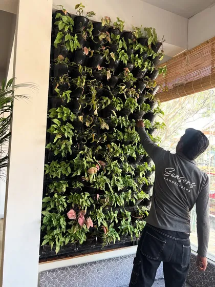 A member of our team carefully tends to a newly installed vertical garden. This hands-on approach ensures that every plant is perfectly placed and ready to thrive, creating a dense and beautiful living wall.
