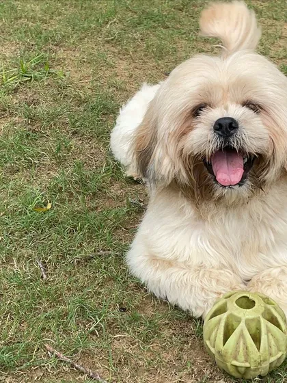 Tongue out Thursdays are for showing off your happy smile, and this fluffy Lhasa Apso has one of the best smiles around.