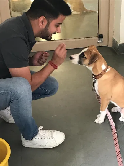 This little indie mix pup is learning to focus and take treats gently. Positive reinforcement from a young age is key to raising a well-mannered and confident adult dog. Every training session is an opportunity to build trust.