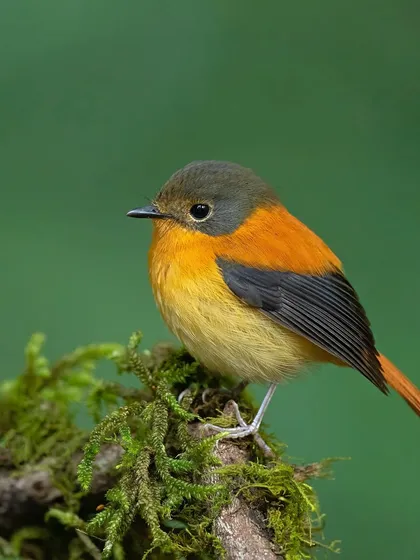 A female Black-and-orange Flycatcher perched delicately on a mossy branch. While the female is more subdued than the male, her subtle orange and grey tones are beautiful in their own right.