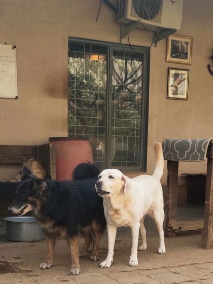 Wagg City - Cage-Free Dog Boarding & Daycare Meet the Pack photo 13