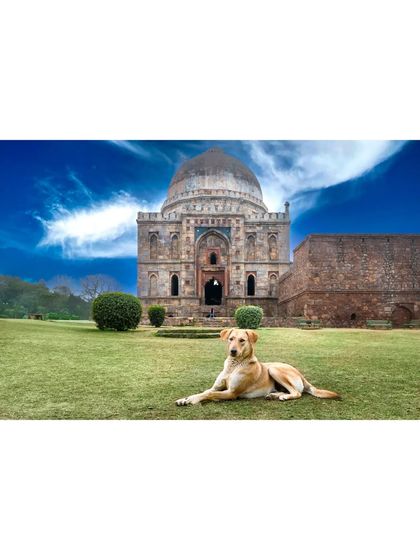 A wide shot showing the grand scale of the architecture in comparison to the dog.