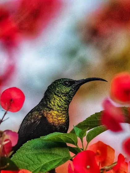 A Bronze Sunbird sips nectar from bright red bougainvillea flowers in Uganda. Sunbirds are Africa's equivalent of hummingbirds, flitting quickly from flower to flower.