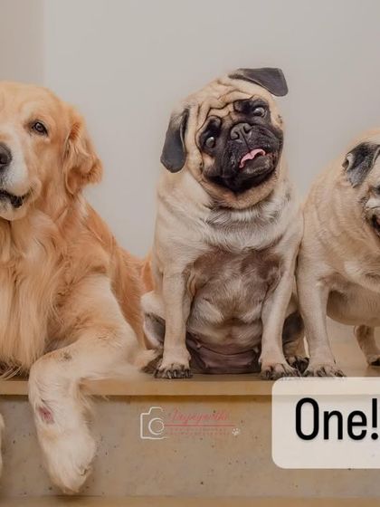 The full pack at home, with Shadow the retriever and his two pug siblings posing on the stairs. A beautiful, candid family moment.