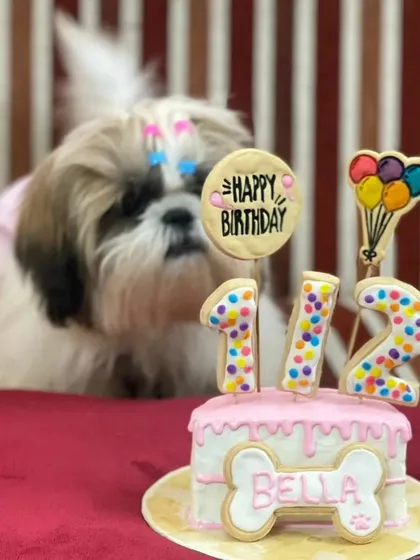 Who says you have to wait a full year? Bella the Shih Tzu celebrating her special half-birthday with a mini cake just for her.