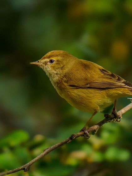 A warbler perched on a branch, its warm yellow and brown tones glowing in the light.