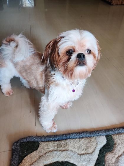 PL Paws - Dog Adoption Services Happy Tails: Our Adoptees in Their Forever Homes photo 116